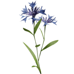 Centaurea cyanus B spring summer