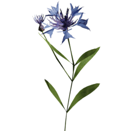 Centaurea cyanus C spring summer