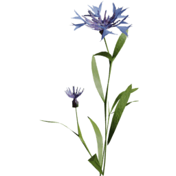 Centaurea cyanus E spring summer