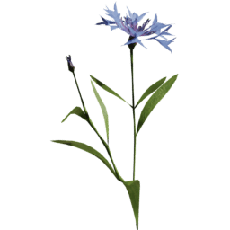 Centaurea cyanus F spring summer