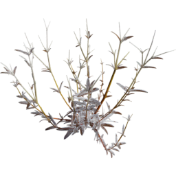 Cerastium arvense A autumn winter