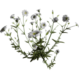 Cerastium arvense A spring summer