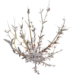 Cerastium arvense B autumn winter