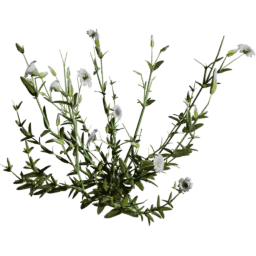 Cerastium arvense B spring summer