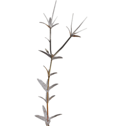 Cerastium arvense C autumn winter