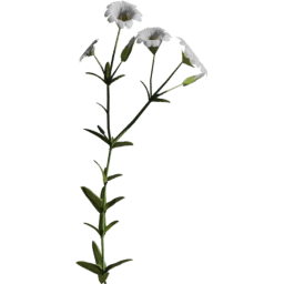 Cerastium arvense C spring summer