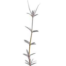 Cerastium arvense D autumn winter