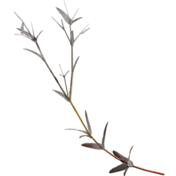 Cerastium arvense E autumn winter