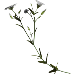 Cerastium arvense E spring summer