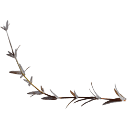 Cerastium arvense F autumn winter