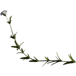 Cerastium arvense F spring summer