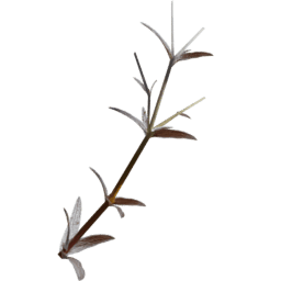 Cerastium arvense G autumn winter