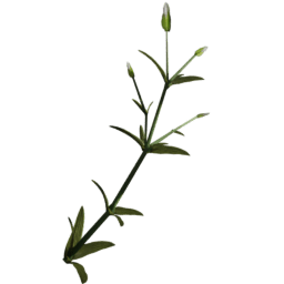 Cerastium arvense G spring summer