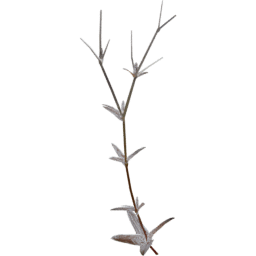 Cerastium arvense I autumn winter