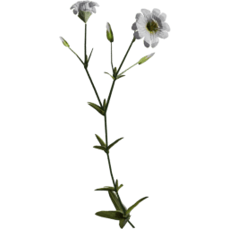 Cerastium arvense I spring summer