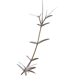 Cerastium arvense J autumn winter