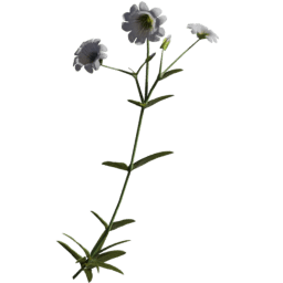 Cerastium arvense J spring summer