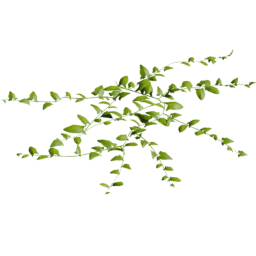 Convolvulus arvensis A spring