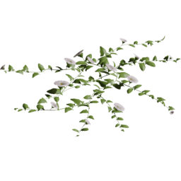 Convolvulus arvensis A summer