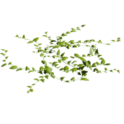 Convolvulus arvensis B spring