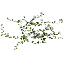 Convolvulus arvensis B summer