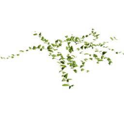 Convolvulus arvensis C spring