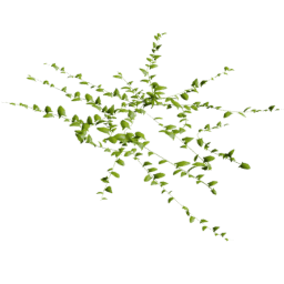 Convolvulus arvensis D spring