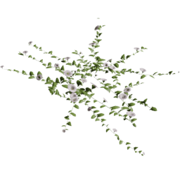 Convolvulus arvensis D summer