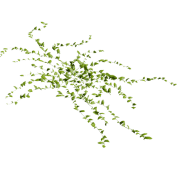 Convolvulus arvensis E spring