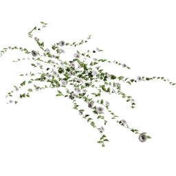 Convolvulus arvensis E summer