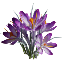 Crocus vernus A spring summer