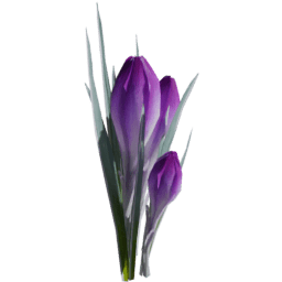 Crocus vernus B spring summer