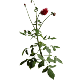 Dahlia pinnata A summer autumn