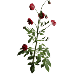 Dahlia pinnata B summer autumn