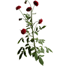 Dahlia pinnata C summer autumn