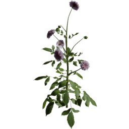 Dahlia pinnata D summer autumn