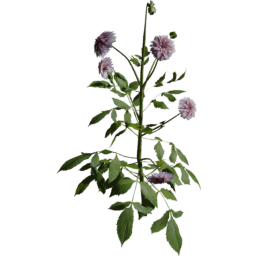 Dahlia pinnata E summer autumn