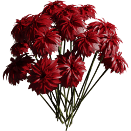 Dahlia pinnata F summer autumn