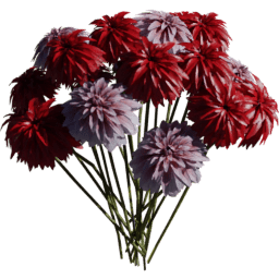 Dahlia pinnata G summer autumn