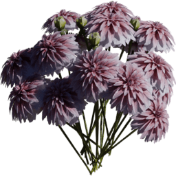 Dahlia pinnata H summer autumn