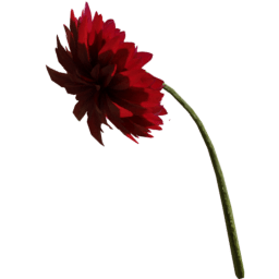 Dahlia pinnata I summer autumn