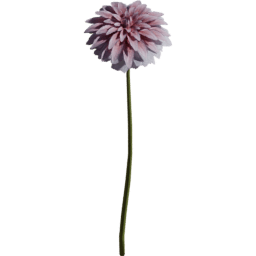 Dahlia pinnata J summer autumn