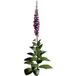 Digitalis purpurea A spring summer autumn