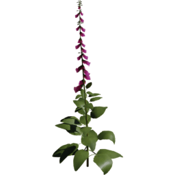 Digitalis purpurea B spring summer autumn