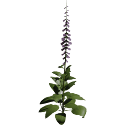 Digitalis purpurea C spring summer autumn