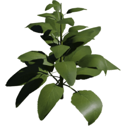 Digitalis purpurea E spring summer autumn