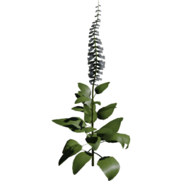 Digitalis purpurea F spring summer autumn