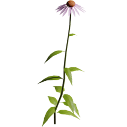 Echinacea purpurea A spring summer autumn