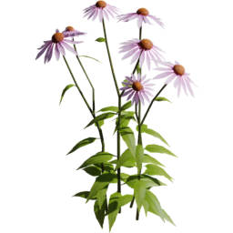 Echinacea purpurea B spring summer autumn