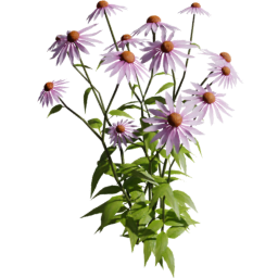 Echinacea purpurea C spring summer autumn